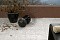 Клинкерная ступень флорентинер Stroeher Euramic Cavar E544 chiaro 340x294x11 мм